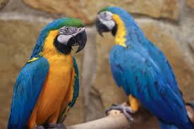 Parrot fever has killed 5 people in Europe.
