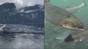 Ottawa delays phase-out of open ocean salmon farms to 2029