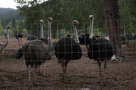 RFK Jr. asks Canadian regulator to reconsider ostrich cull at B.C. farm
